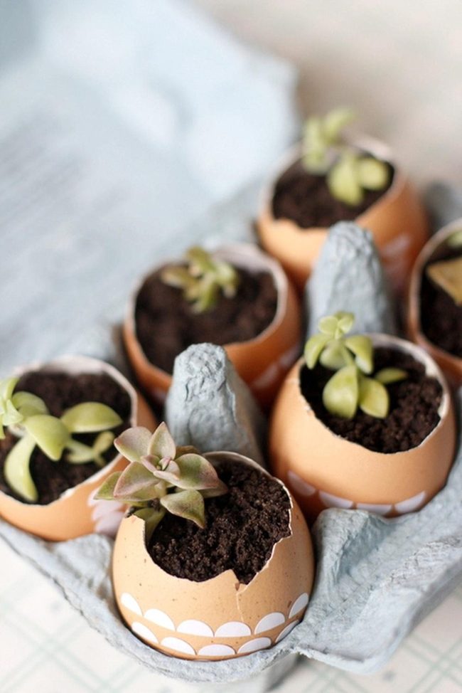 Green Sprouts In Eggshell Planters