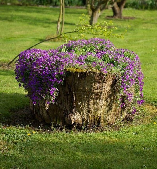 Hollowed Logs, Blooming Flowers