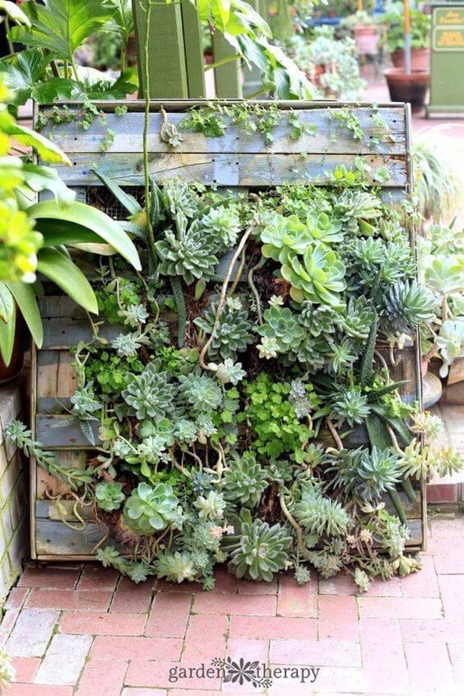 Stacked Pallet Succulent Walls