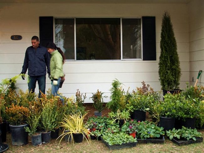 Tall Trees Frame Flourishing Garden