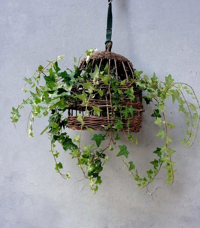 Woven Baskets Against Green Ivy