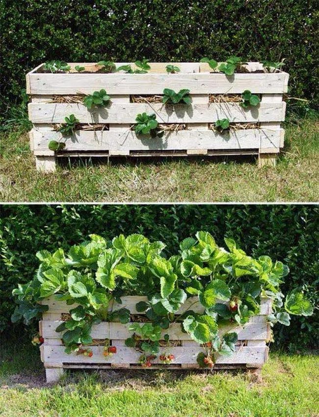 Strawberry Pallet Bed Garden