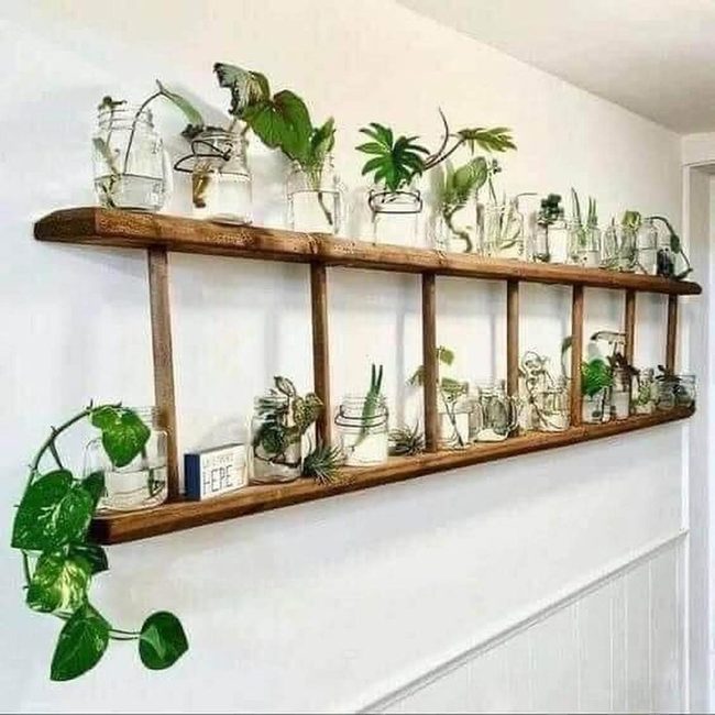 Green Ladder Wall Garden