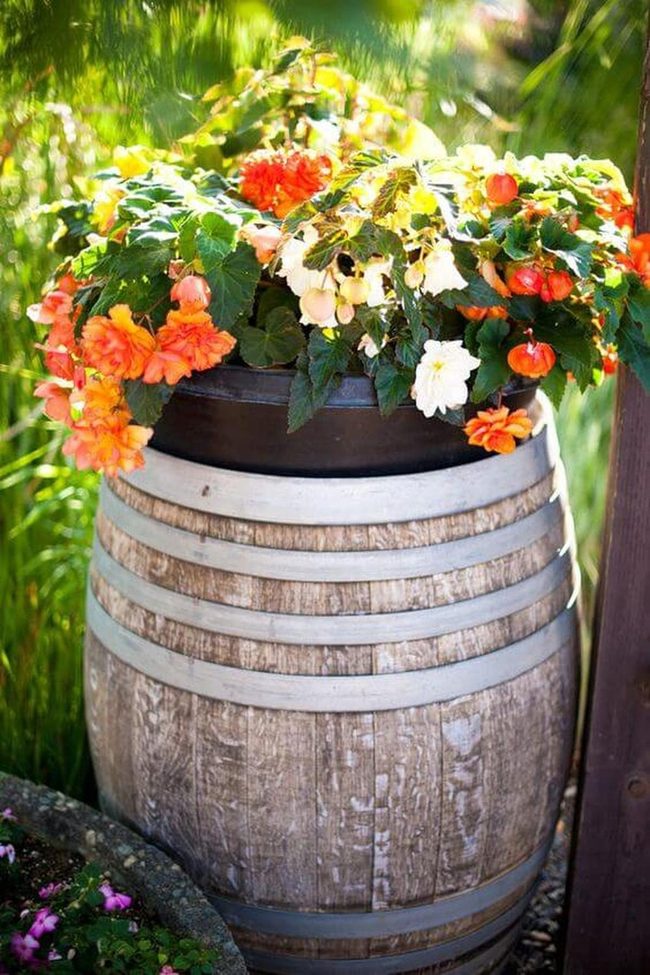Begonias Cascade From Weathered Barrels