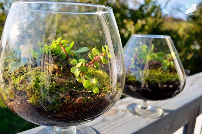 Tiny Green Worlds In Glass
