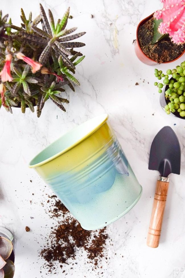 Yellow And Blue Succulent Pots