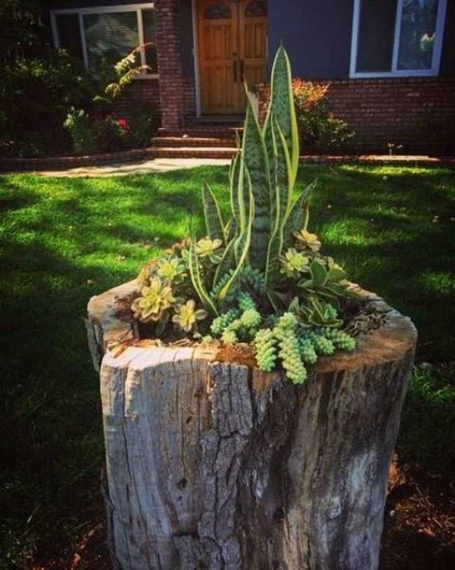 Stump Planter With Cascading Succulents