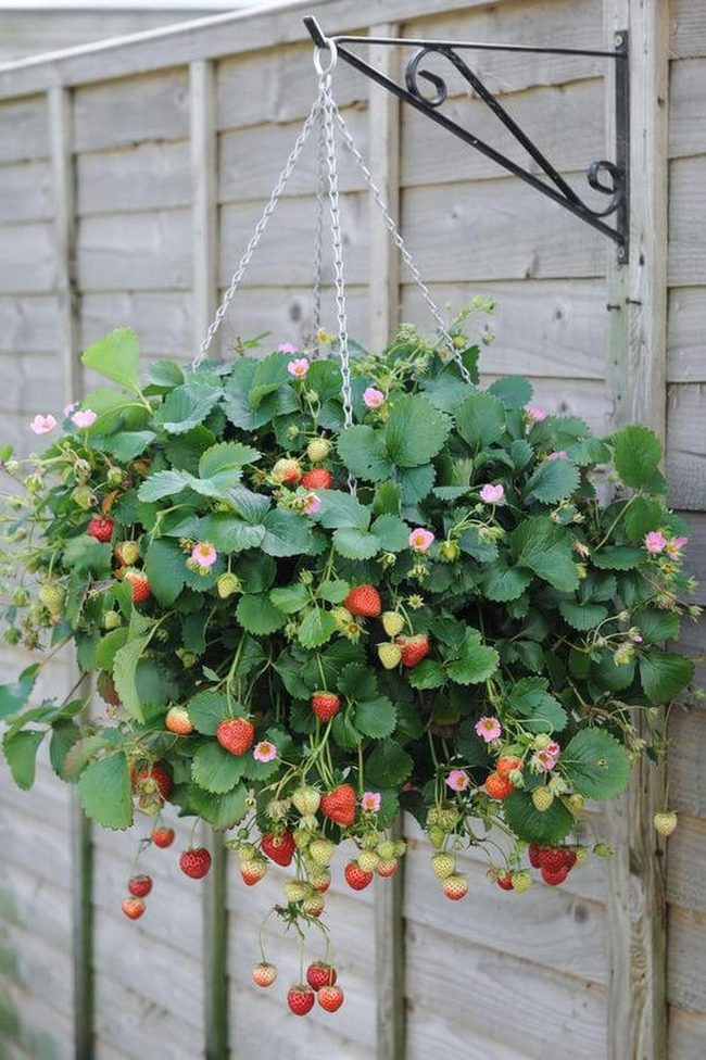 Red Cascading Strawberry Walls