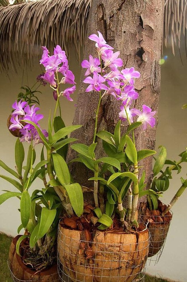 Orchids In Coconut Shells