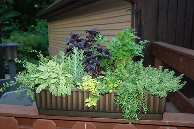 Fresh Herbs On Railings