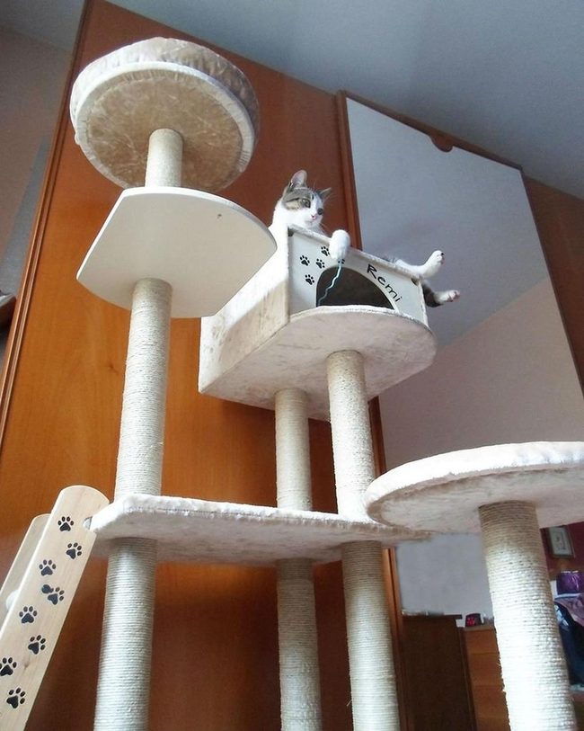 Cream Cat Tree Kingdom