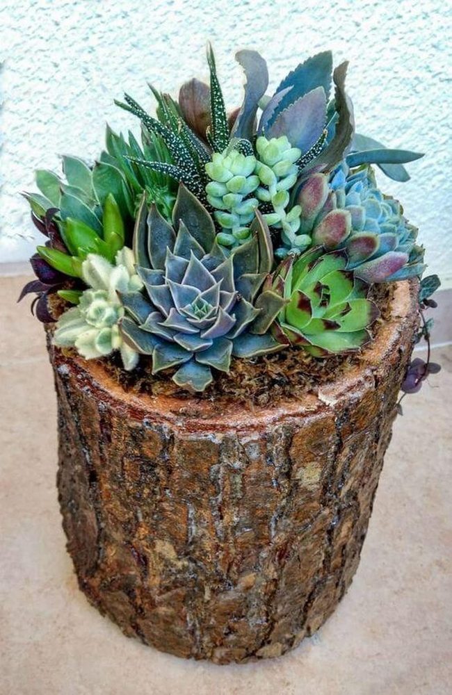 Wooden Stump Succulent Garden