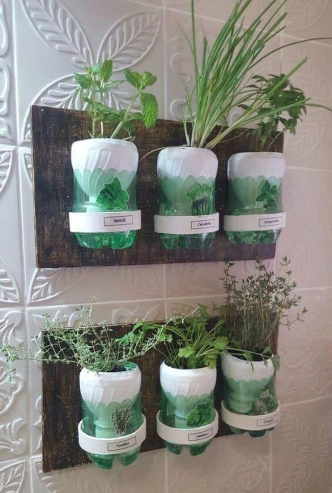 Green Herbs In Recycled Bottles