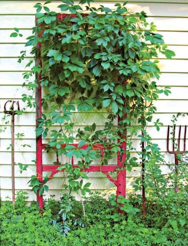 Green Vines On Red Brick