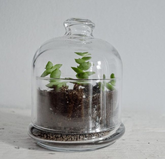 Miniature Plants In Glass Dome