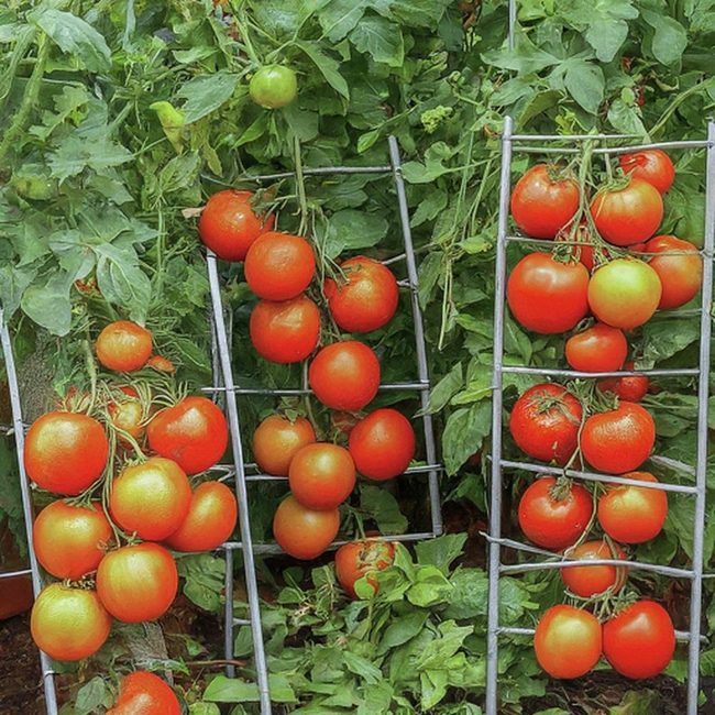 Wooden Ladder Tomato Support