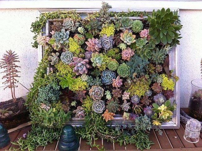 Living Succulent Wall Frame