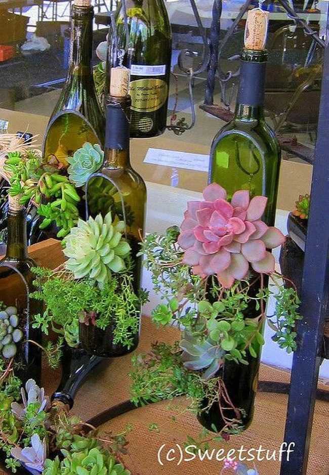 Cascading Succulents In Glass