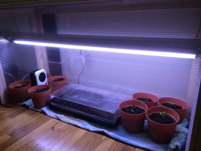 Indoor Seedling Nursery With Green Shoots