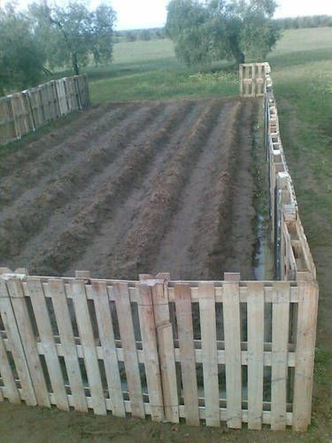 Wooden Garden Beds In Rows