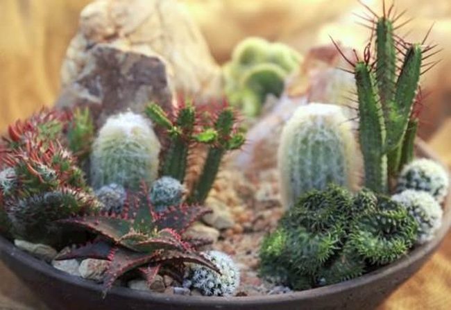 Miniature Desert Glass Gardens
