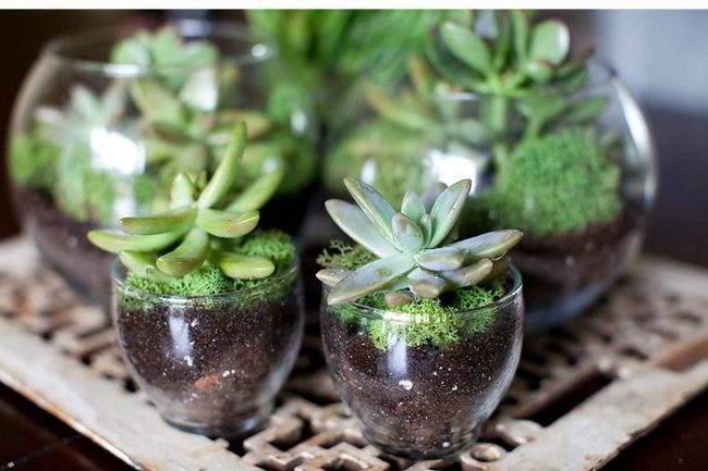 Green Worlds In Glass