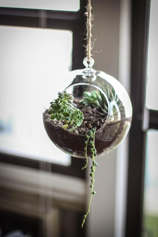 Floating Glass Plant Worlds