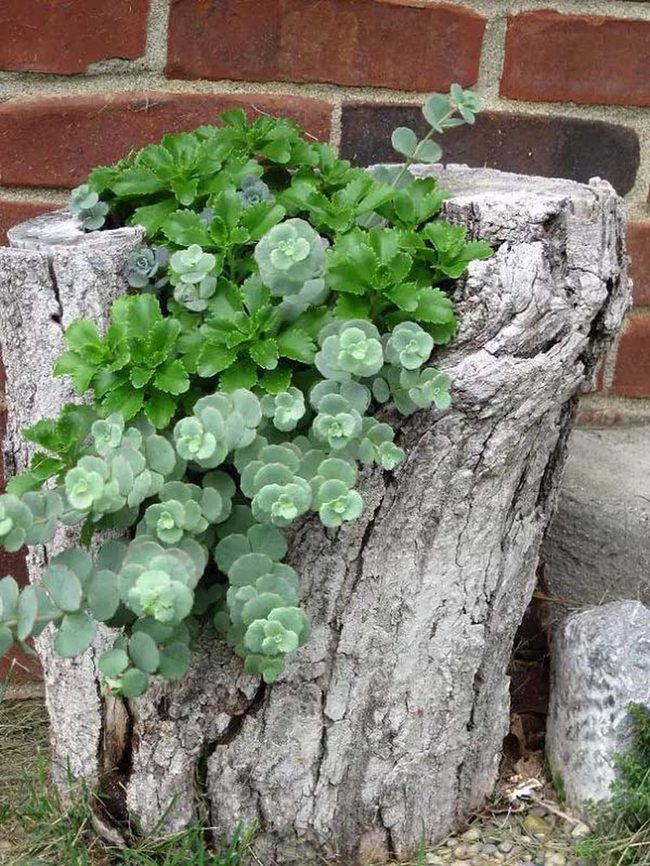 Scarlet Succulents On Ancient Stump