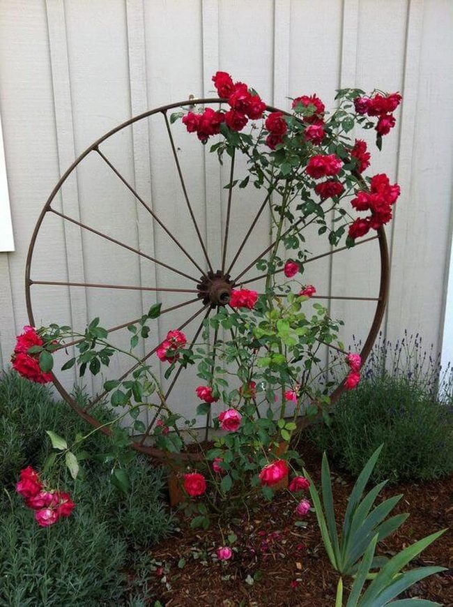 Climbing Roses On Wagon Wheel