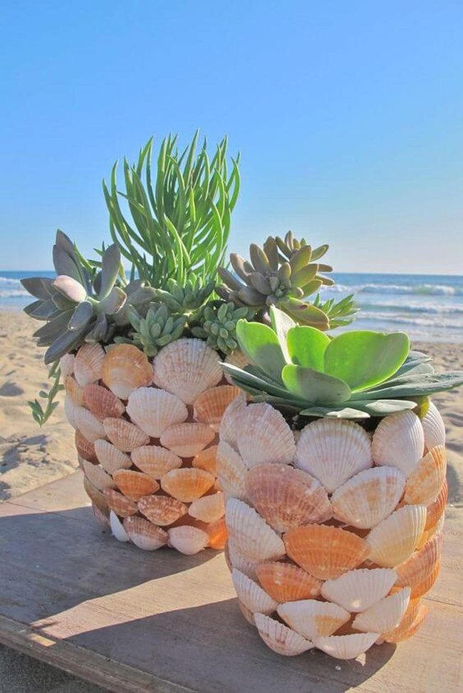 Seashell Succulent Containers