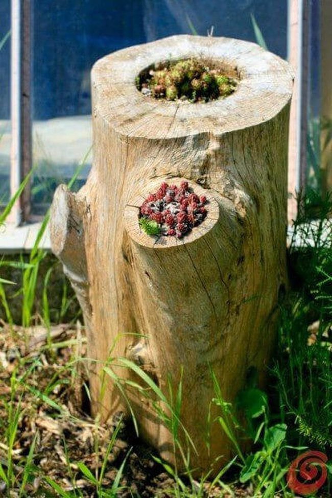 Weathered Wood Flower Stump