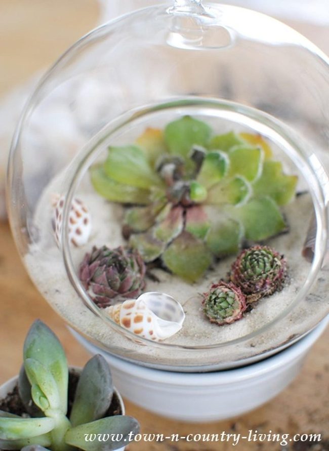 Glass Globes With Purple Succulents