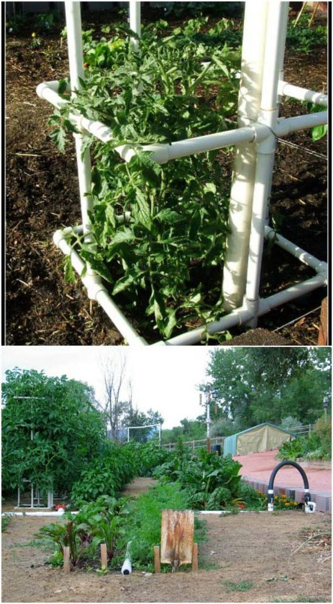 Pvc Tomato Trellis Support