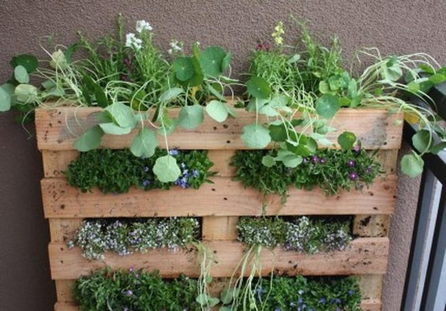 Purple Blooms On Wooden Pallets