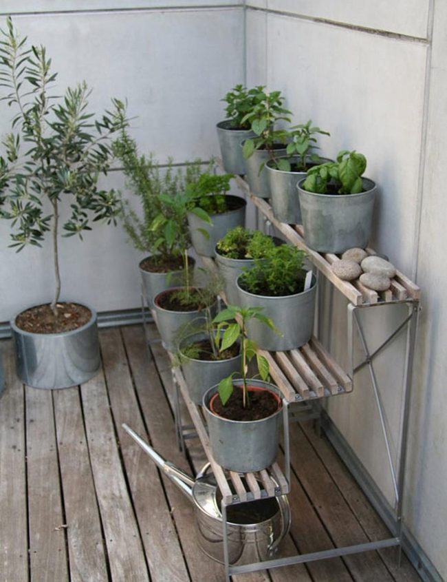 Green Plants On Wooden Shelves