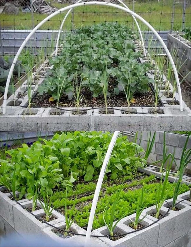 Cinder Block Raised Garden Beds