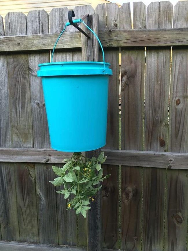Turquoise Bucket Herb Garden