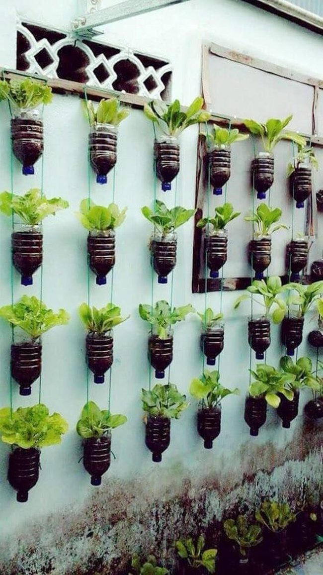Plastic Bottles, Living Walls