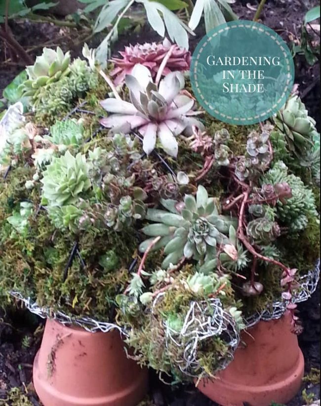 Succulent Animal Topiary Garden