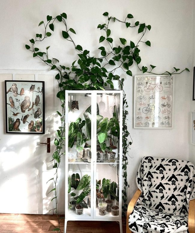 Wire Shelves For Better Plant Air