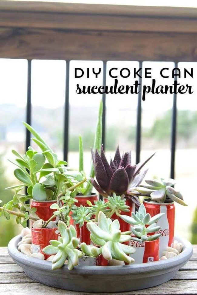 Red Cans, Green Succulents