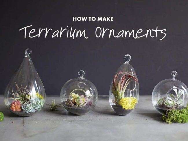 Living Glass Ornaments With Succulents