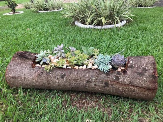Wood Stump Succulent Planter