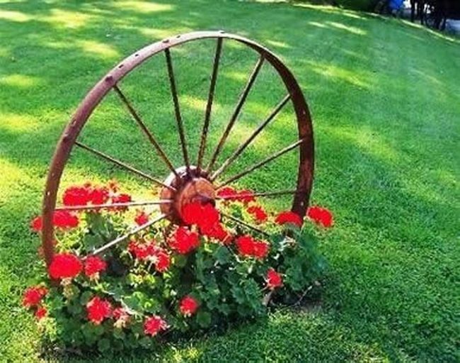 Weathered Wheel Among Red Blooms