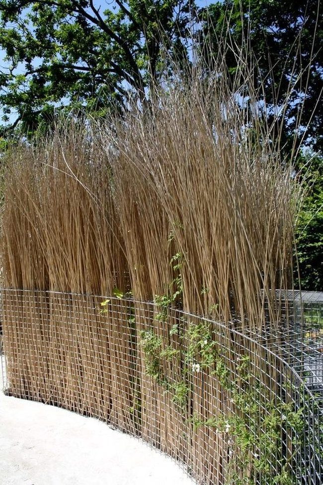Wild Reeds Wire Privacy Screen