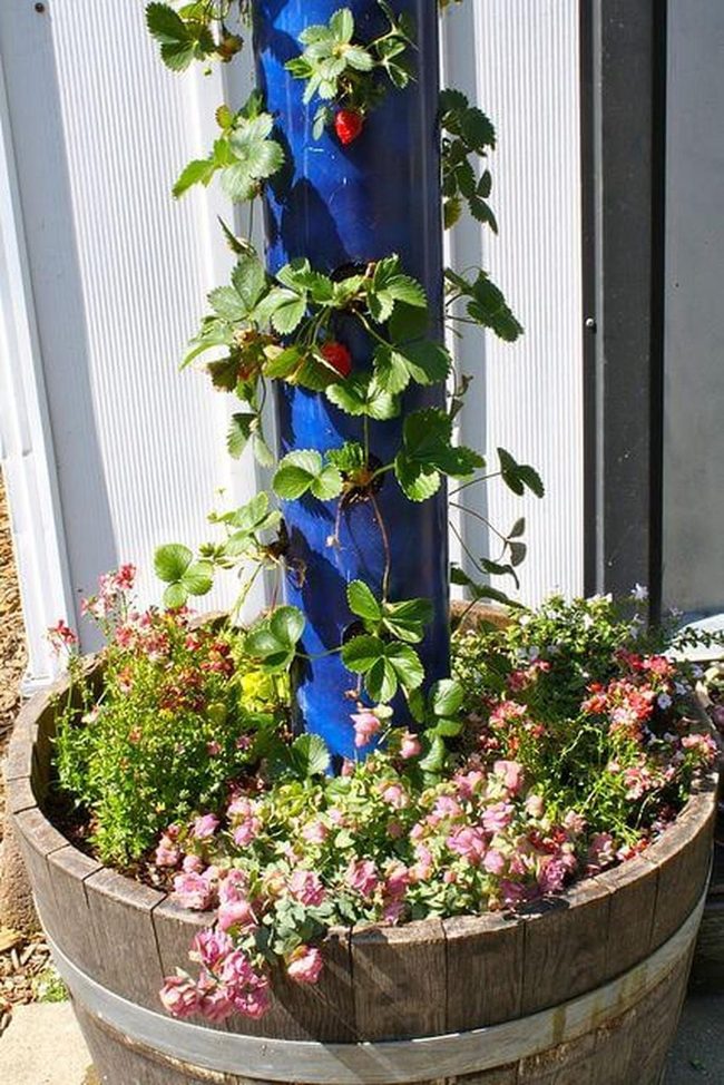 Blue Poles, Cascading Strawberries, Blooming Barrels