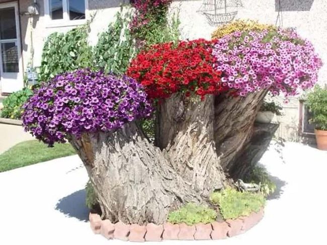Stump Planters With Colorful Petunias