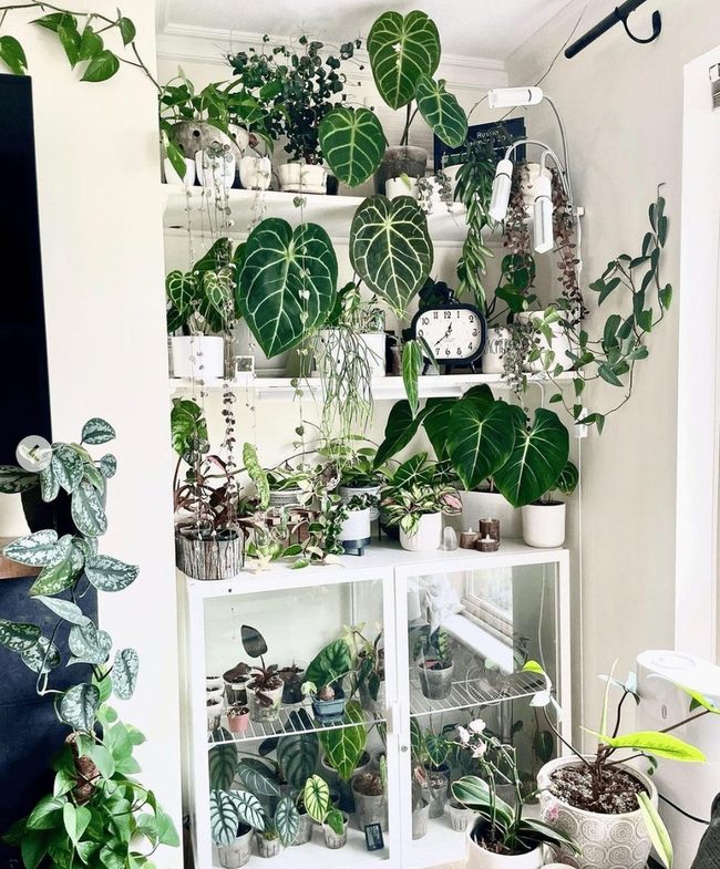 Stacked Shelves Green Corner