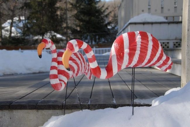 Red-Striped Flamingos Winter Snow