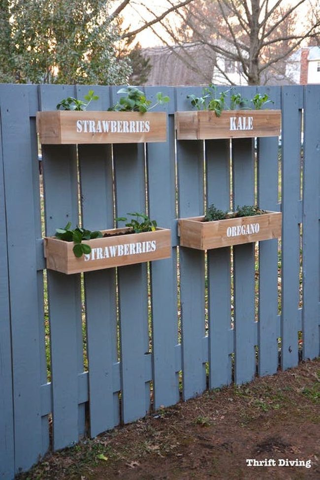 Green Herbs On Wooden Fence